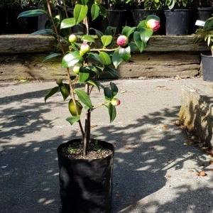 Planter Bags (PBS)/Sprayguards 90X90X200-80 BLACK PB2 - Flexoplas